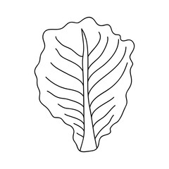 lettuce leaf icon, flat style