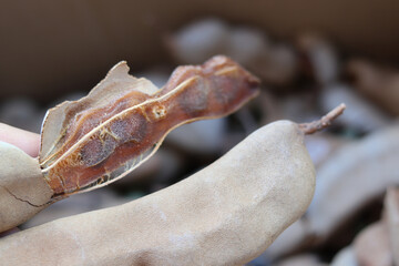 Closeup Large pod sour tamarind,ripe.