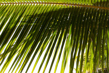 Green palm fronds as a background close-up Costa Rica