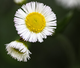 Obraz premium close up of daisy fleabane