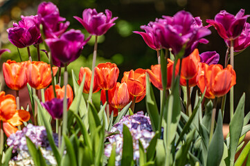 purple and red tulips