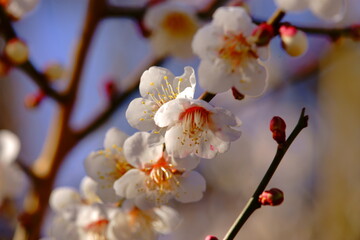 the perfume of plum-blossoms