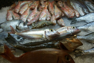 Fresh fish market