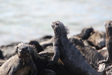 Marine Iguana(s) on the Galapagos Islands.