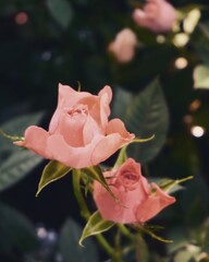 photo of artistic roses in the garden