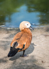 Duck resting in the spring sun