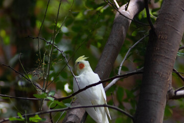 cockatoo on a branch