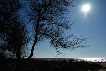 Image of a tree by the sea.