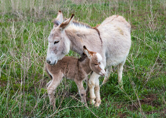 Donkey mom caring of her baby