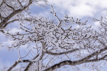 冬の山での景色青空と　樹氷　霧氷をした綺麗な木