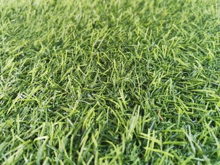 Green artificial grass for decoration