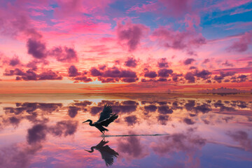 朝焼けの水面を静かに飛び立つ野鳥
