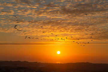 夕焼けの空を飛ぶ野鳥の群れ