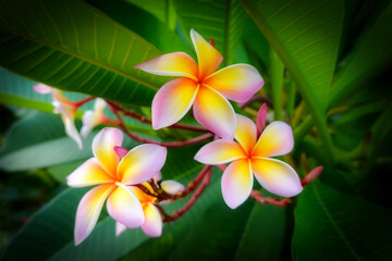 Plumeria flowers. White flowers with pink and yellow.