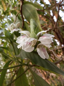 This image taken on Friday 5th February 2021 in areas Jharkhand this image is beautiful Basak    flowers.