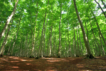 新緑の中のブナ林