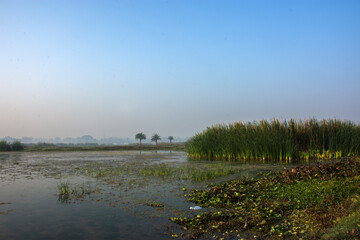 A beautiful landscape of a wetland and lake near Kolkata.