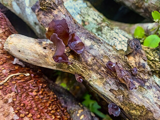 This fungus grows on old tree trunks