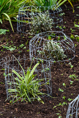 Wire cages protecting young plants in a winter garden, freshly mulched
