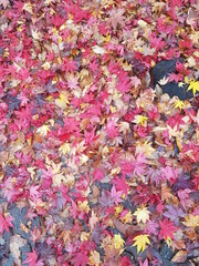 Autumn leaves on a rainy day