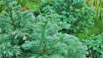 Green pine needles (boreal conifer)