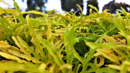Yellow leaves close up