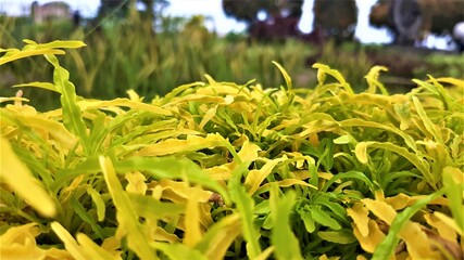 Yellow leaves in the garden