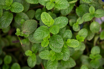 mint leaves in the garden
