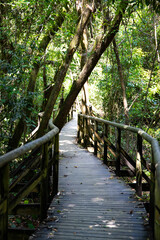 Wooden walkway in Manuel Antonio National Park in Costa Rica