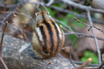 シマリス Chipmunk	