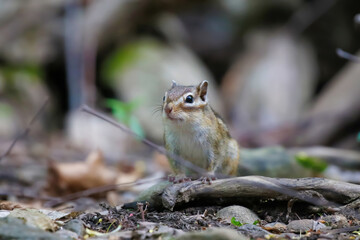 シマリス Chipmunk	