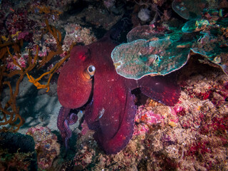 Day octopus (Octopus cyanea), also known as the big blue octopus nestled in coral reef in tropical coral reef near Anilao, Philippines.