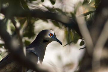 pigeon on a branch
