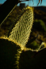 close up of a flower