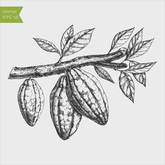 engraved vector illustration hand drawn cocoa beans on branch