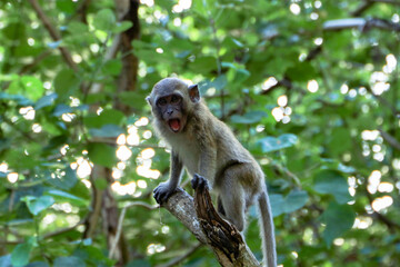 Monkeys cute.show one’s teeth.Monkeys roaring.