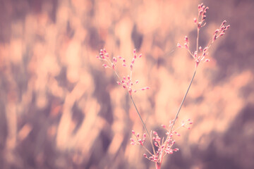 pink  grass flower with brown  bokeh light  fresh   spring nature relax photo background