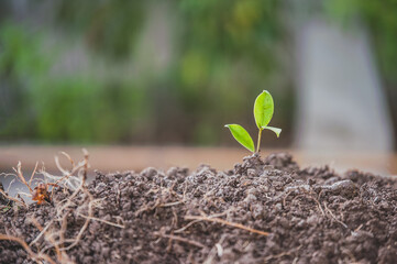 People are planting trees Growth