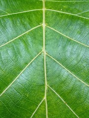 Teak leaves are green with white fibers