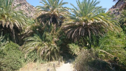 Preveli canyon beach palm crete