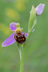Ophrys apifera, orchidea selvatica 