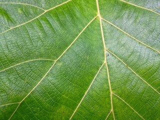 Teak leaves are green