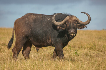 Obraz premium African water buffalo in savannah of Masai Mara, Kenya 