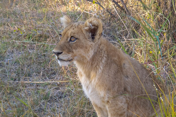 Male lion relaxing on savannah in Masai mara Game Reserve, Kenya