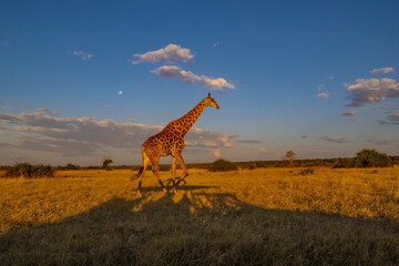 Giraffe in Chobe National Park of Botswana, Southern Africa