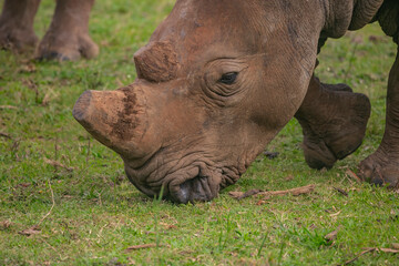 Fototapeta premium Rhino grazing in a provate game reserve, South Africa.