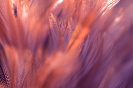 Full Frame Shot Of Feathers
