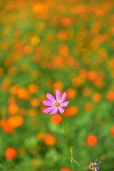 一輪のコスモス