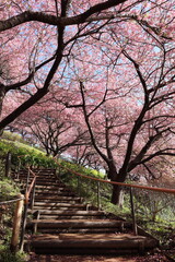 河津桜の風景