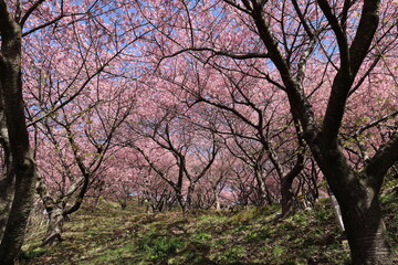 Fototapeta premium 河津桜の風景